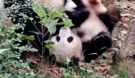 Pandas playing in China!
